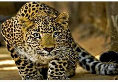आनेवाडी परिसरात बिबट्या मादीचा दोन बछड्यांसह मुक्त वावर; ग्रामस्थांमध्ये घबराट