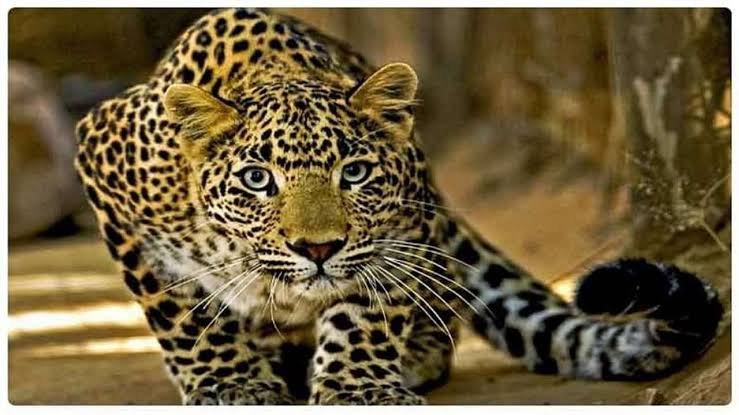 आनेवाडी परिसरात बिबट्या मादीचा दोन बछड्यांसह मुक्त वावर; ग्रामस्थांमध्ये घबराट